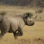 Black rhino, northwestern Namibia.