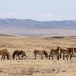 Snow peppered mountains, a stunning backdrop to a harem of Asian wild horses at Hustai National Park, Mongolia. (Photo by Taylor Steger)