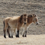 Asian wild horses, known as Takhi in Mongolia, are the focus of our conservation research. (Photo by Taylor Steger)