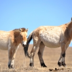 We are studying Asian wild horses in Hustai National Park, Mongolia, to understand current horse habitat use and resource needs. (Photo by Uuganbayar Ganbold)