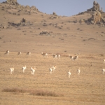 Mongolian gazelles in Hustai National Park, Mongolia. (Photo by Uuganbayar Ganbold)