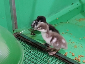 Newly hatched ducklings hatched July 14, 2017 from the Region Jalapao