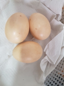 three more eggs externally pipped, from the region Seers da Canastra July 17, 2017