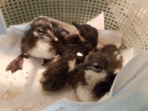Three ducklings hatched from the region Seers da Canastra on July 18, 2017