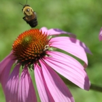 Brown-belted bumble bee and purple coneflower