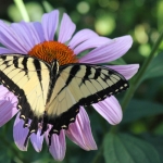 Eastern tiger swallowtail on purple coneflower (2)