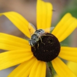 Eristalis hoverfly on black-eyed susan