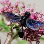Great black wasp on swamp milkweed3
