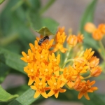 Heriades Small resin bee on butterfly milkweed
