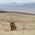 A few of the endangered Asian Wild Horses in Hustai National Park. (Photo by Taylor Steger)