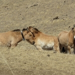 A GPS tracking collar successfully deployed on an Asian wild horse mare.  Photo by Dr. Kate Jenks