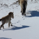 Asian wild horses.  Photo by Dr. Kate Jenks