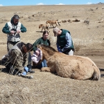Our team working with an anesthetized (sleeping) Asian wild horse.  Photo by Marion Stentz.