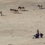Our team scouting Asian wild horses.  Photo by Marion Stentz