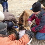 Dr. Kate Jenks placing a GPS tracking collar on an anesthetized (sleeping) Asian wild horse.  Photo by Marion Stentz