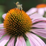 Megachile Leafcutter bee female on purple coneflower