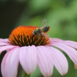 Megachile Leafcutter bee female on purple coneflower 2