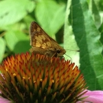 Peck's skipper on purple coneflower