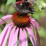 Red admiral on purple coneflower (2)