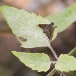 Sinuous bee fly