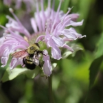 Two-spotted bumble bee on bee balm
