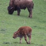 bison-calf
