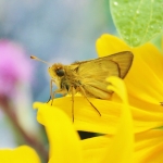 A rare Dakota skipper reared at the Minnesota Zoo.