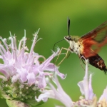 Help our pollinators, like this hummingbird moth, by planting native wildflowers like wild bergamot, or “bee balm”.