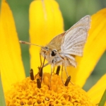 Poweshiek skipperlings and other prairie butterflies are disappearing from our region.