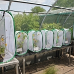 The Minnesota Zoo is expanding the world’s only breeding program for Dakota skippers, for future reintroductions of this Minnesota Endangered prairie butterfly.