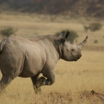 Northwestern Namibia is home to the last truly wild population of critically endangered black rhinos.