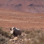 Critically endangered black rhino in the Namibian desert.