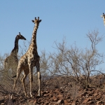 Some of the "locals" along the road...