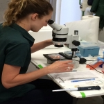 Dr. Jennifer Barfield examines frozen Yellowstone bison embryos before implanting in Minnesota Zoo bison cows.