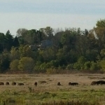 Bison herd in Minneopa State Park