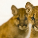 cougarcub-11