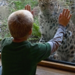 A child connects with an Amur leopard inside the Russia’s Grizzly Coast Conservation Cabin.