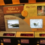 Minnesota Zoo guests have donated over $22,00 to “big cats” in the Russia’s Grizzly Coast Conservation Cabin. These funds support efforts to monitor wild Amur leopards.