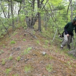 Minnesota Zoo Vice President for Conservation, Dr. Tara Harris, inspects a Wildlife Conservation Society trail camera placed along a ridge that wild Amur leopards use in Land of the Leopard National Park, Russia. By staying high up high on ridges like this, Amur leopards may be able to avoid competition with the Amur tigers that tend to use the valleys in the national park. 