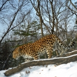 Trail camera photo of a wild Amur leopard. Courtesy of ALTA/WCS.