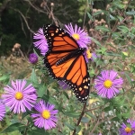 monarch-on-aster_cale-nordmeyer_mnzoo