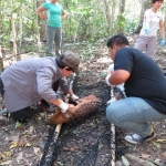 Veterinarians carefully remove a dhole from a net that was used to gently restrain her so that a vet could get close enough to anesthetize. Park rangers honored the life of a road-killed barking deer (muntjak) that we used for bait and named the young female dhole “Faan.” It means muntjak in the northern Thailand Issan language. Photo by Khwan Khwanru (Kasetsart University)