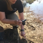 Dr. Kate Jenks (Minnesota Zoo) looking for dhole footprints. Photo by Jennifer Buff (Smithsonian Conservation Biology Institute volunteer)