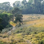 Nong Pak Chi grassland area where the second dhole was caught. Photo by Dr. Nucharin Songsasen (Smithsonian Conservation Biology Institute)
