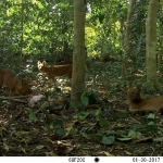 Dholes! There were at least three pack members that came to visit our trap site, according to images from our trail cameras.
