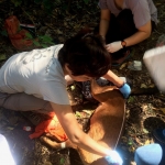 Drs. Nucharin Songsasen (Smithsonian Conservation Biology Institute) and Warisara Thomas (Zoological Park Organization of Thailand) work together to collect body measurements and check the health of a young female dhole. Photo by Jennifer Buff (Smithsonian Conservation Biology Institute volunteer)