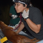 Veterinarian, Dr. Warisara Thomas (Zoological Park Organization of Thailand), checking the heart rate of an anesthetized dhole. Photo by Dr. Nucharin Songsasen (Smithsonian Conservation Biology Institute)