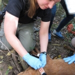 Dr. Kate Jenks (Minnesota Zoo) carefully fits a GPS tracking collar on a young female dhole. The collar will record the dhole’s movements (as well as her pack) as they move throughout their territory in Khao Yai National Park. Photo by Jennifer Buff (Smithsonian Conservation Biology Institute volunteer)
