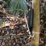 A transmitter is placed at each location. When a trap is disturbed, fishing line is pulled which flips the transmitter upside down. This causes the transmitter to send a faster VHF radio signal. The team listens for this signal (heard as beeping) to know when to check the sites. Photo by Jennifer Buff (Smithsonian Conservation Biology Institute volunteer)