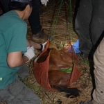 The team weighing the dhole named “Pak Chi.” Photo by Dr. Nucharin Songsasen (Smithsonian Conservation Biology Institute)